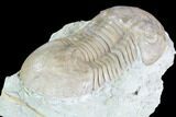 Caudillaenus Oblongatus Trilobite - Russia #89059-1